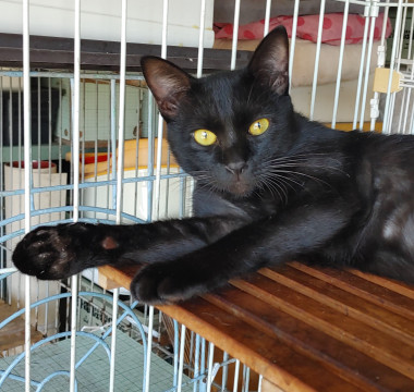 大人しく優しい黒猫ちゃん