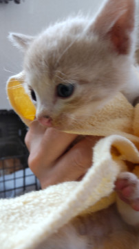 薄いベージュ色の仔猫ちゃん