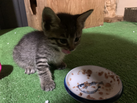 小柄な食いしん坊
