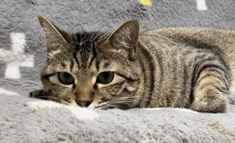 臆病だけどいい男