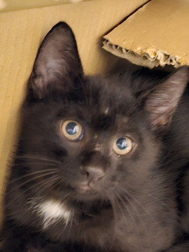お目目クリクリの黒猫ちゃんです。