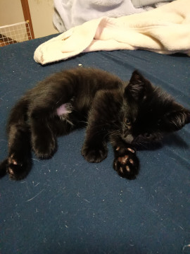 生後1.5ヶ月の黒猫