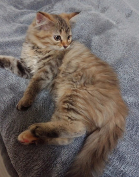 【子猫⑤】ふわっふわな長毛ちゃん♡
