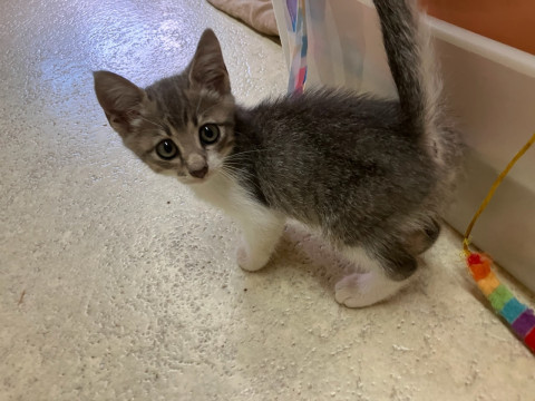 どこから見ても可愛いすぎる子猫ちゃん