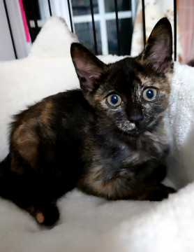 めちゃ可愛い小さいサビ猫ちゃん