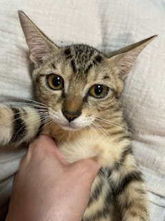 おっとりの人懐っこい男の子♪