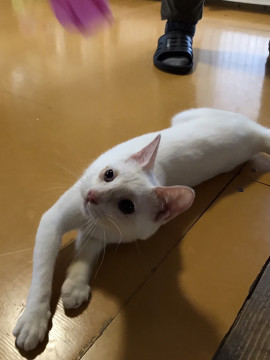 白猫可愛いミユキちゃん