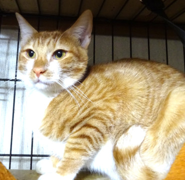 食べるの大好きなビビリん坊、純平くん