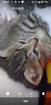 可愛いサバトラちゃん