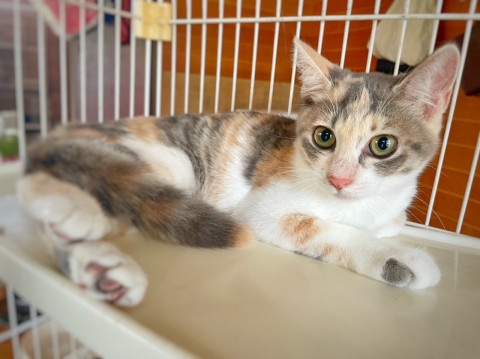 猫]鹿児島県の里親募集 ⑦おくら 雌 パステル三毛 5ヶ月