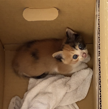 カワイイ三毛猫