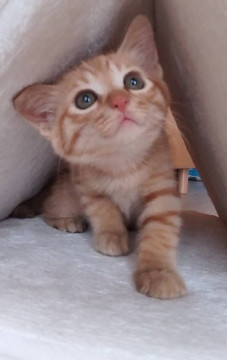 すくすく成長中 2匹兄弟じんくん♡