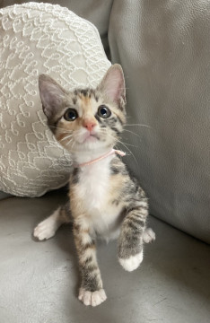 可愛い三毛猫 ミリンちゃん