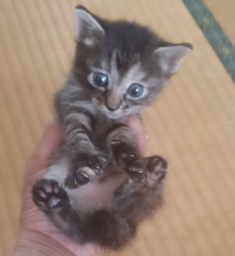 (お話し中)お目々パッチリきじとらちゃん