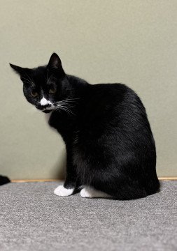 お鼻がチャームポイント