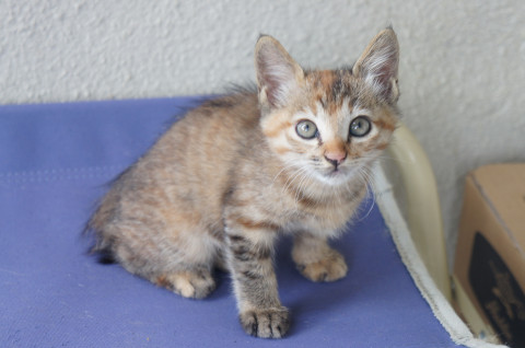 可愛い子猫3匹の里親さん募集中