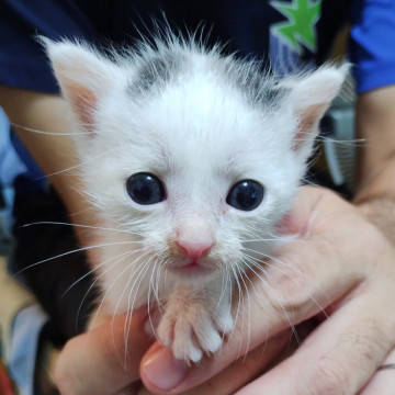 3兄弟の子猫ちゃん