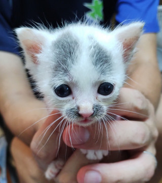 3兄弟の子猫ちゃん