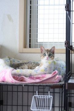 洋猫風のクールビューティー
