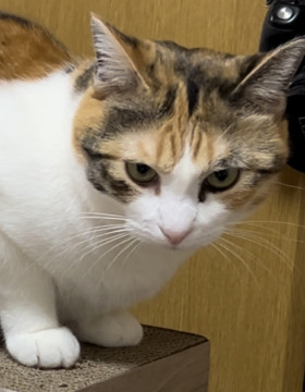頭もいい、顔もいい!