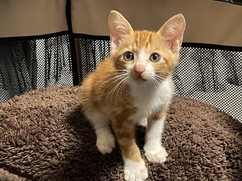 保護猫 子猫 茶トラ 雄