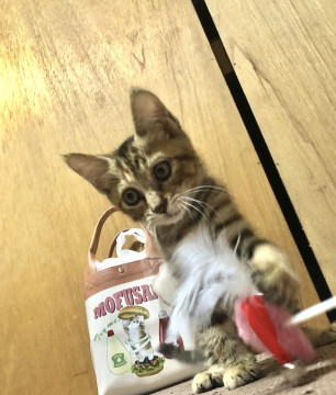 可愛い甘えん坊ちゃん
