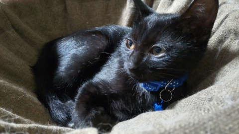 甘えん坊黒猫君