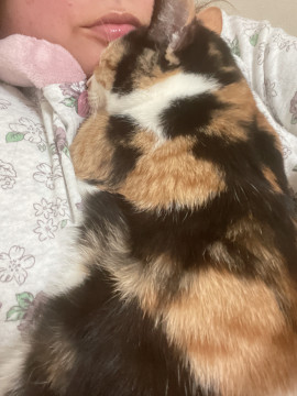 可愛いミケ猫