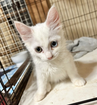 オッドアイ白猫やや長毛