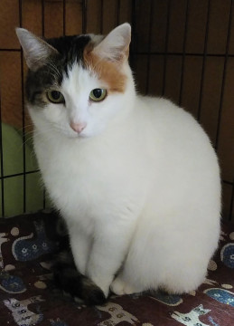 麗しの白三毛　ゆりちゃん