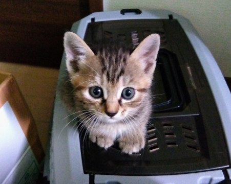 七夕生まれのつきみちゃん