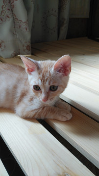 8月2日生まれのcuteな子猫