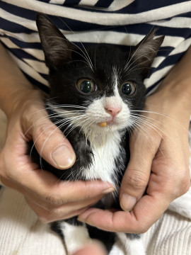 生後2ヶ月メス猫耳カットあり