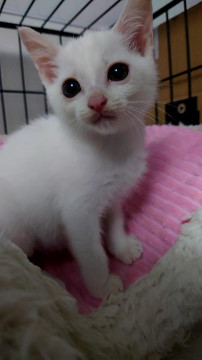甘えん坊の小さい白猫ちゃん