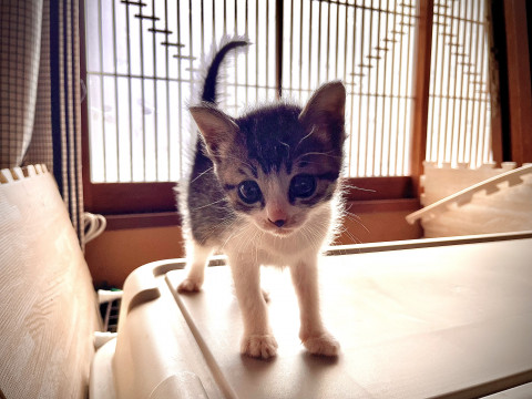 お目目が大きい キジシロちゃん