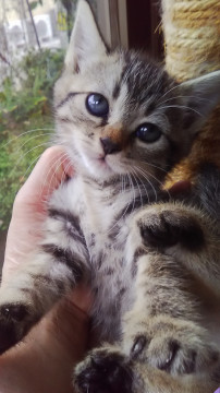 けなげで愛しい子猫ちゃん