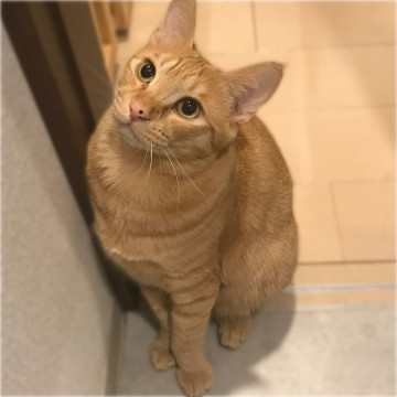 ナデナデ大好き❤️茶トラのサブレくん
