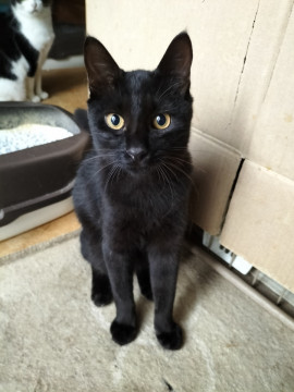 3兄妹の長男です。黒猫