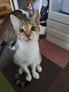 人見知りなキジシロ