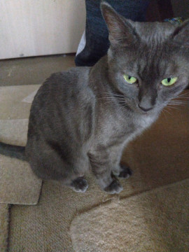子育てが好きな母猫