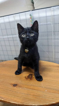 優しい黒猫ちゃん