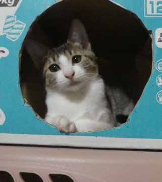 小柄で元気な ともみちゃん