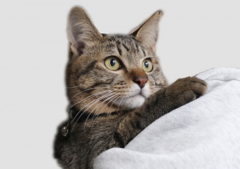 超甘えん坊♪猫も人も大好きなヤンチャくん