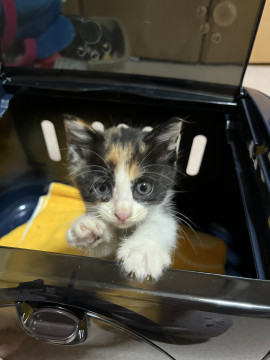 かわいい三毛子猫ちゃん