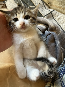 おメメぱっちり