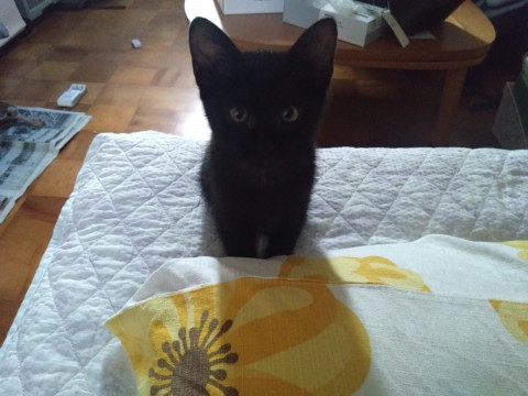 とても元気な黒猫ちゃん