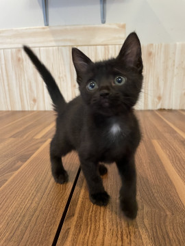 元気いっぱい黒猫くん
