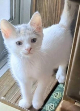 人懐こいパステルカラー2ヶ月子猫ちゃん