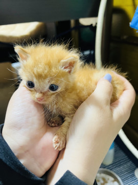 小さいチャトラ