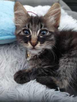 生後2ヶ月の子猫の家族を探しています!